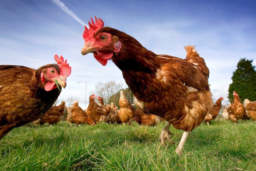 Shop / Arthur Family Farms